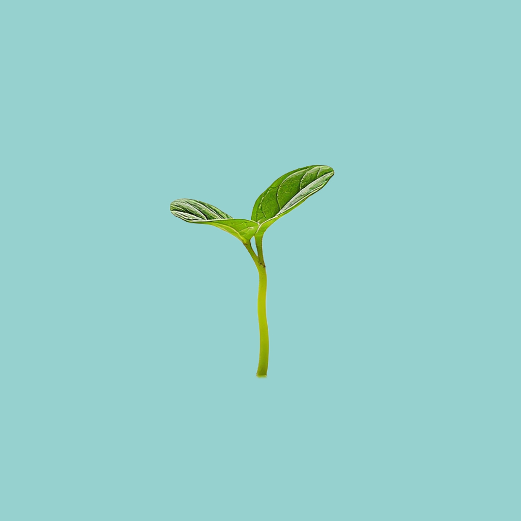 sprout